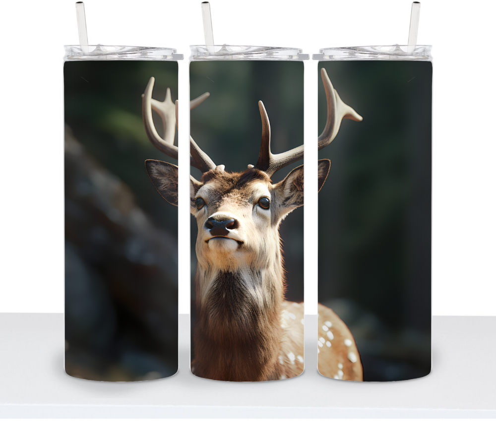 Deer & Bucks